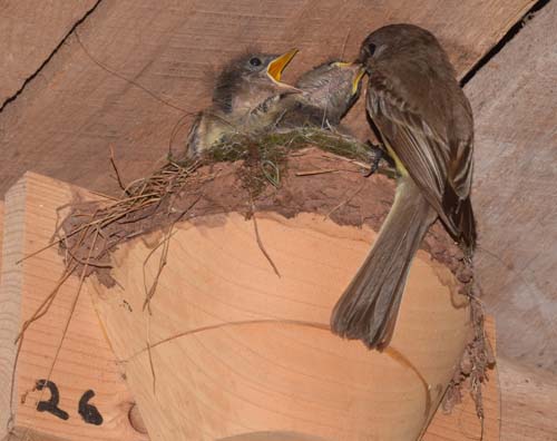 Eastern phoebe feeding young in barn swallow nest cup